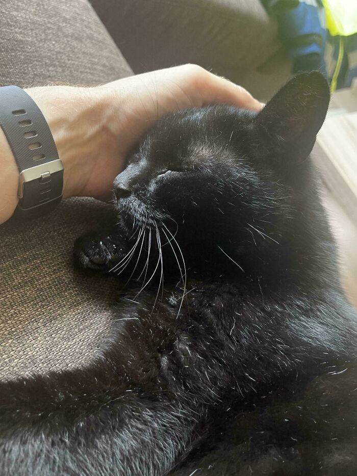 30 Of The Most Heartwarming Pics Of Happily Adopted Pets