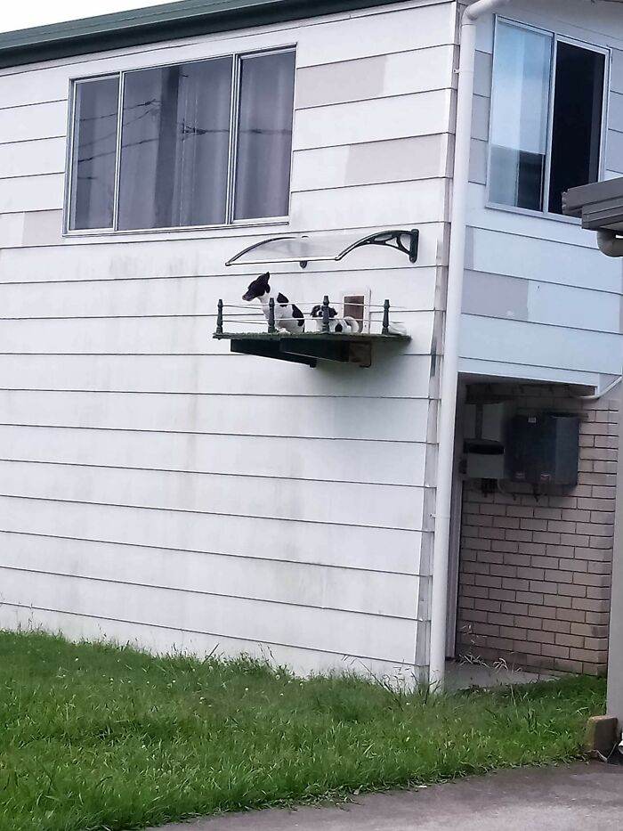 30 Times Dogs Got Only The Best Dog Houses