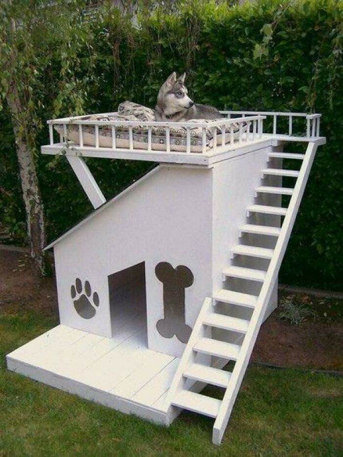 30 Times Dogs Got Only The Best Dog Houses