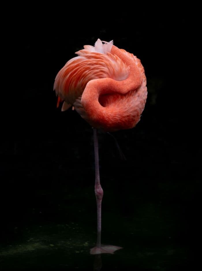 The Best Wildlife Photographers In The World In 2023 According To One Eyeland Awards 6582C19E901Cf 700
