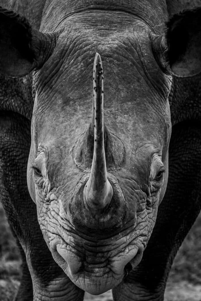 30 Breathtaking And Extraordinary Wildlife Photographs