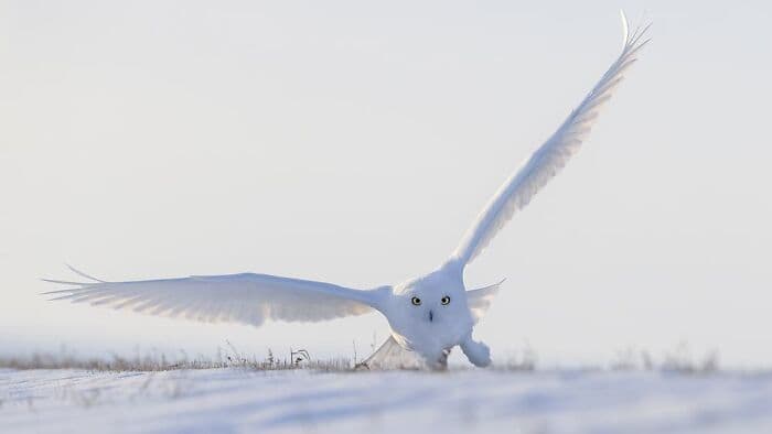 The Best Wildlife Photographers In The World In 2023 According To One Eyeland Awards 6582C1A4855Df 700