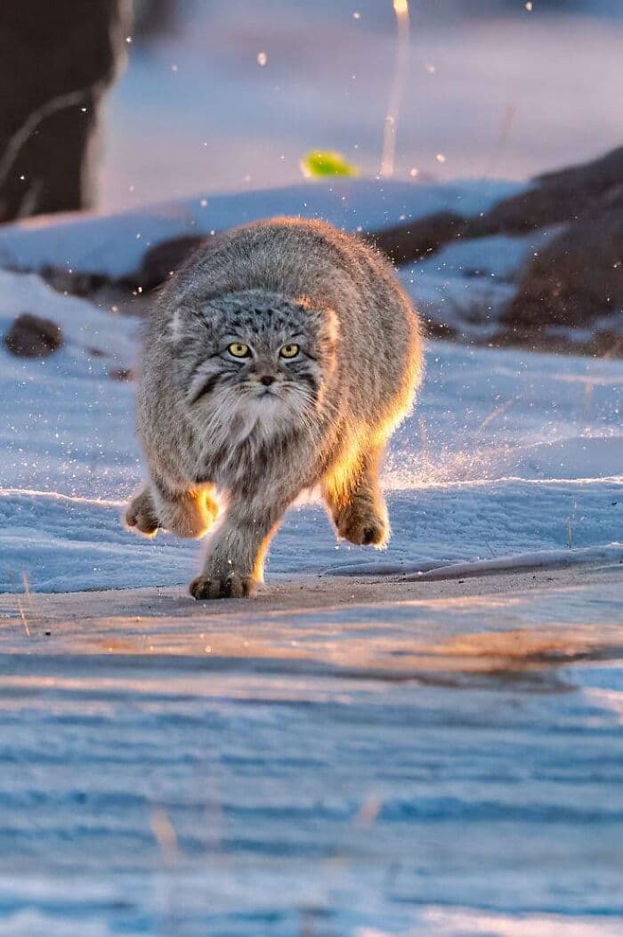 The Best Wildlife Photographers In The World In 2023 According To One Eyeland Awards 6582C1B39692E 700