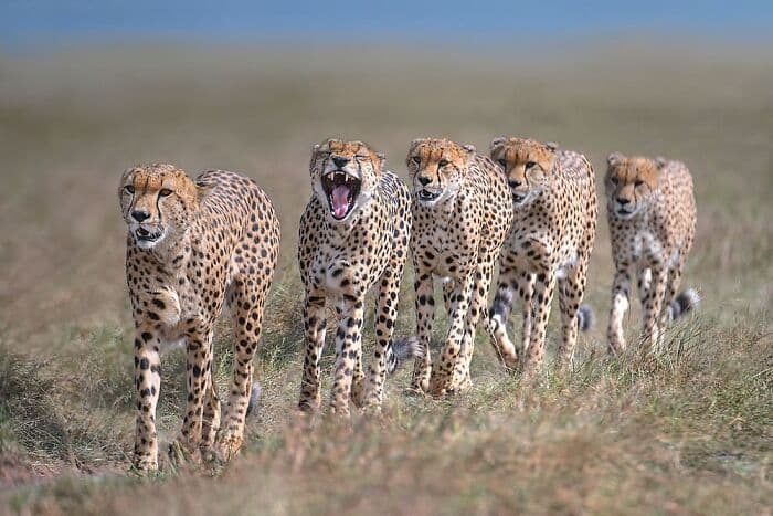 The Best Wildlife Photographers In The World In 2023 According To One Eyeland Awards 6582C1B75C3A7 700