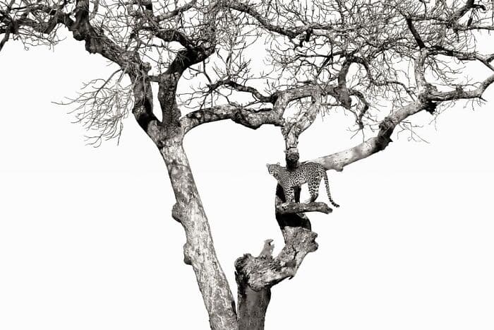 The Best Wildlife Photographers In The World In 2023 According To One Eyeland Awards 6582C1B95F463 700