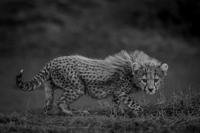 The Best Wildlife Photographers In The World In 2023 According To One Eyeland Awards 6582C1Bb3F460 700