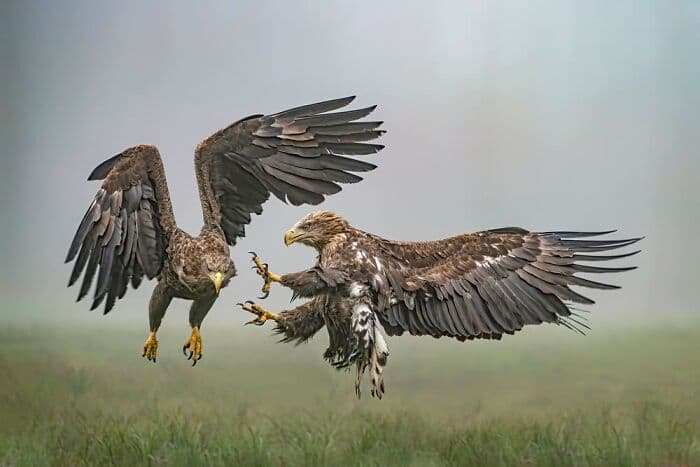 The Best Wildlife Photographers In The World In 2023 According To One Eyeland Awards 6582C1Bf47Ef4 700