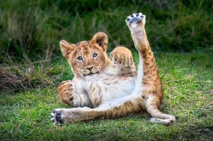 The Best Wildlife Photographers In The World In 2023 According To One Eyeland Awards 6582C1C31B3B0 700