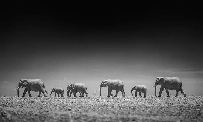 The Best Wildlife Photographers In The World In 2023 According To One Eyeland Awards 6582C1Ca565Ab 700