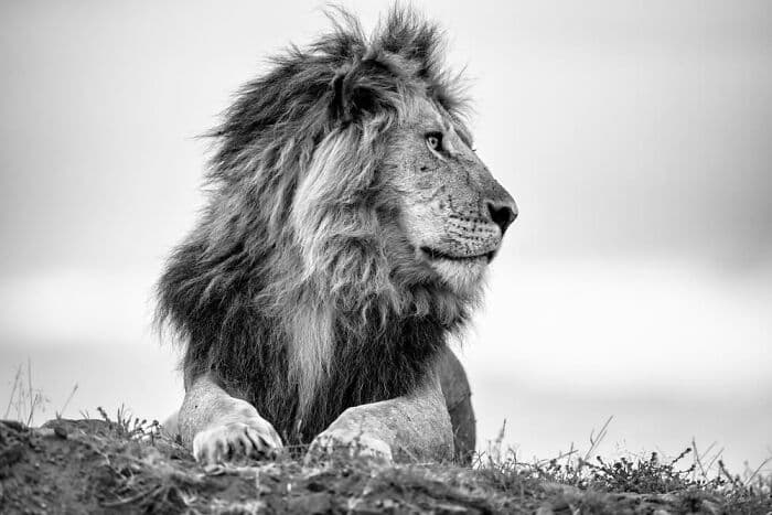 The Best Wildlife Photographers In The World In 2023 According To One Eyeland Awards 6582C1Cc50575 700