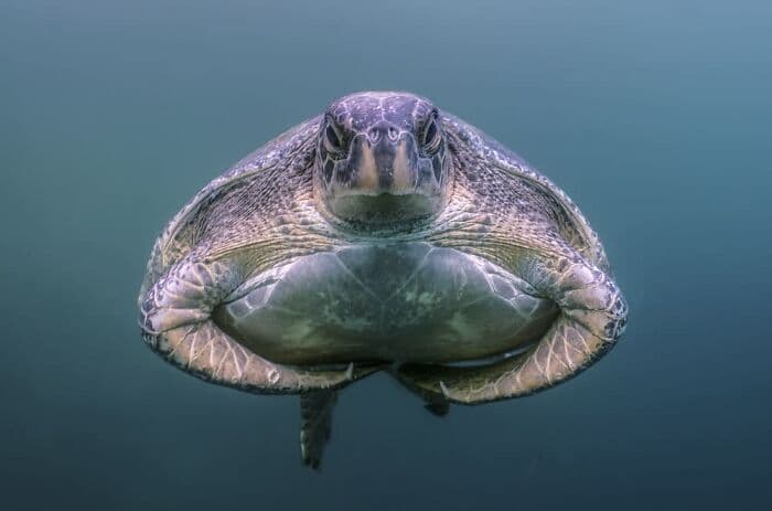 The Best Wildlife Photographers In The World In 2023 According To One Eyeland Awards 6582C1D07D64C 700