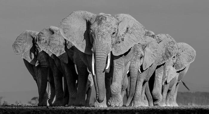 The Best Wildlife Photographers In The World In 2023 According To One Eyeland Awards 6582C1D61B58F 700