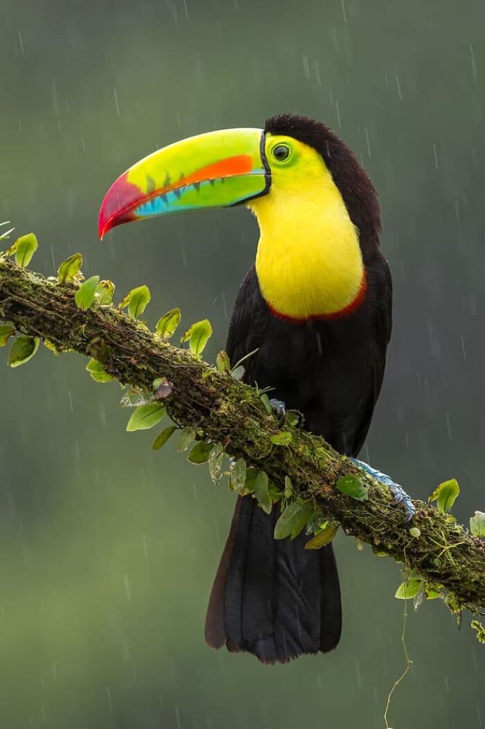 The Best Wildlife Photographers In The World In 2023 According To One Eyeland Awards 6582C1Dd52670 700