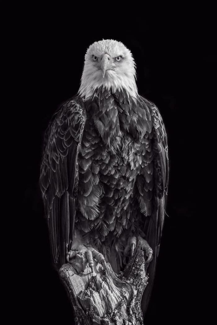 The Best Wildlife Photographers In The World In 2023 According To One Eyeland Awards 6582C1Df4Dfd3 700