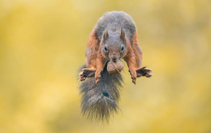 30 Breathtaking And Extraordinary Wildlife Photographs
