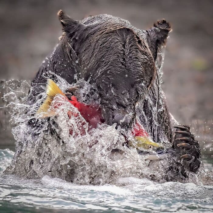 The Best Wildlife Photographers In The World In 2023 According To One Eyeland Awards 6582C1E747D7F 700