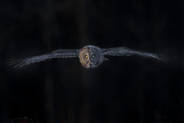 The Best Wildlife Photographers In The World In 2023 According To One Eyeland Awards 6582C1Eb1Cd91 700