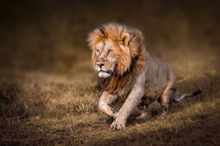 30 Breathtaking And Extraordinary Wildlife Photographs