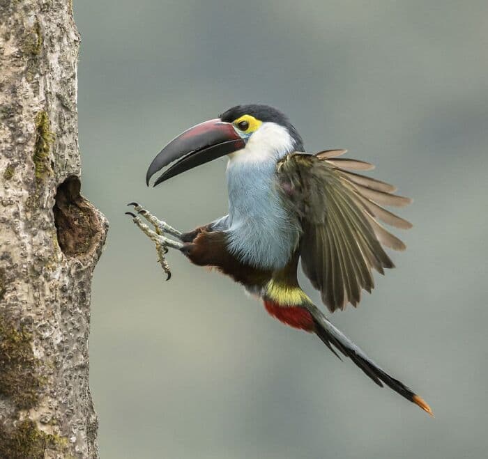 The Best Wildlife Photographers In The World In 2023 According To One Eyeland Awards 6582C1Ee93124 700