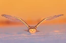 The Best Wildlife Photographers In The World In 2023 According To One Eyeland Awards 6582C1F437Ed7 700