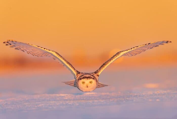 The Best Wildlife Photographers In The World In 2023 According To One Eyeland Awards 6582C1F437Ed7 700