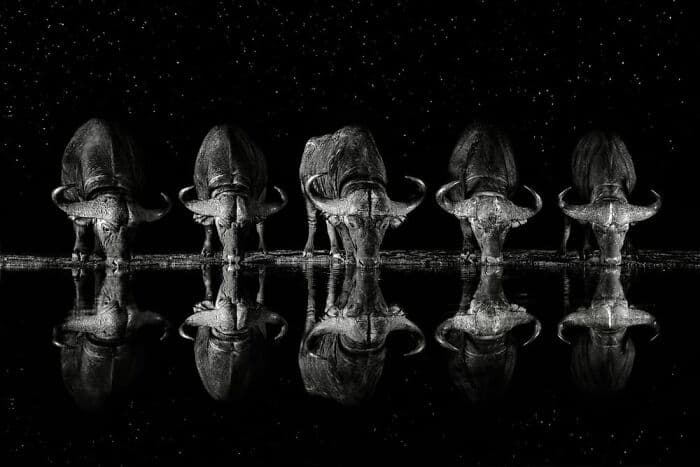The Best Wildlife Photographers In The World In 2023 According To One Eyeland Awards 6582C1F5C216E 700