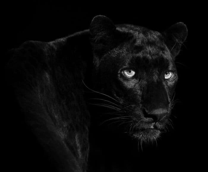 The Best Wildlife Photographers In The World In 2023 According To One Eyeland Awards 6582C1F999422 700