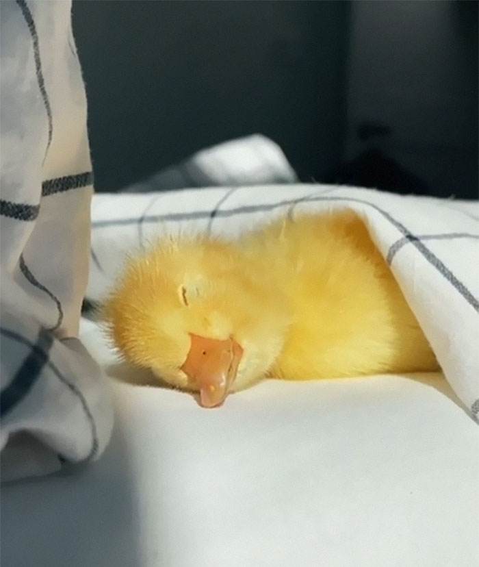 Cute Animals Aww Pics 61A8Bf392554B 700