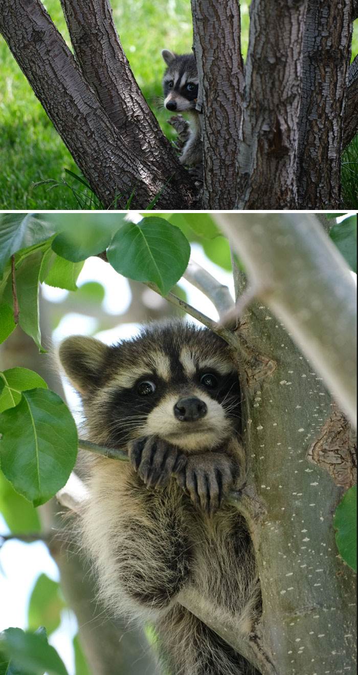 Cute Animals Aww Pics 62D80Bfded27F 700