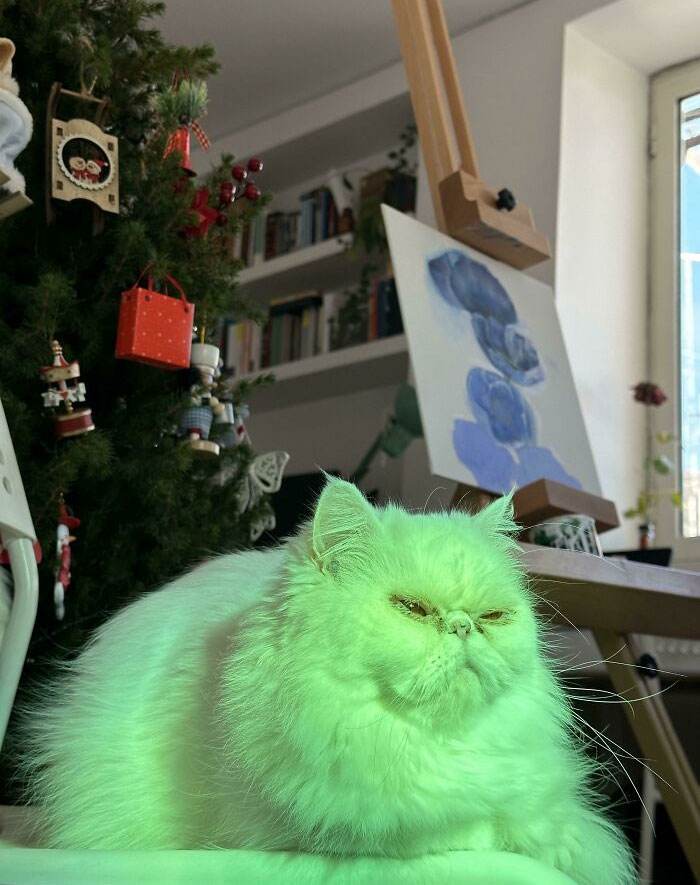 Funny Christmas Animals 10 6581Bfa87F268 700
