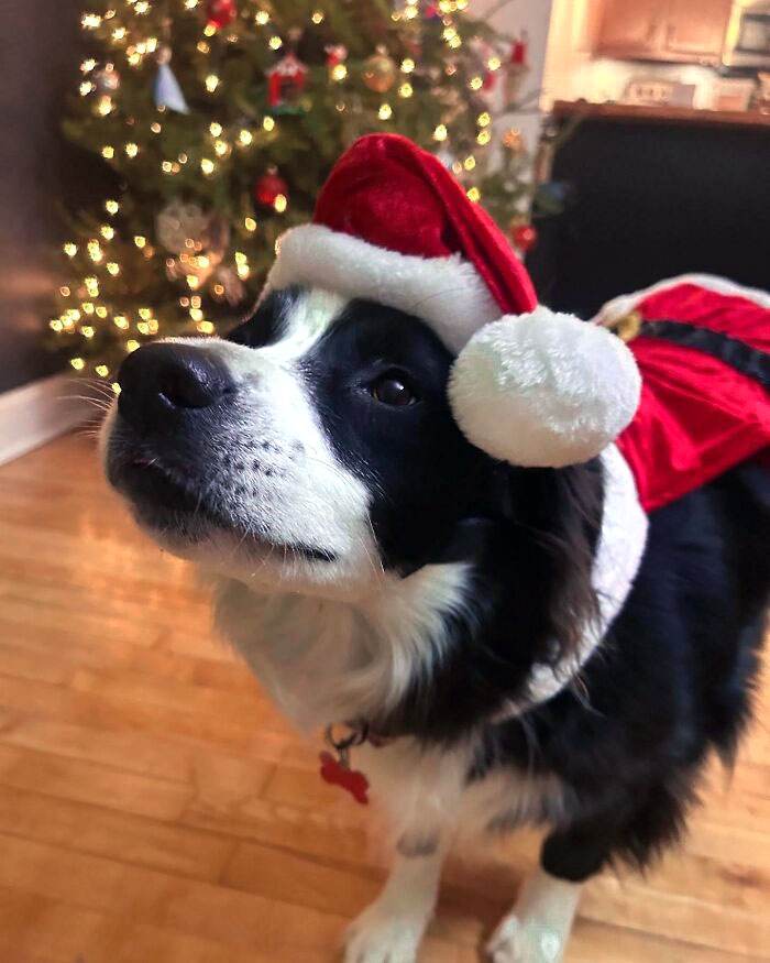 Funny Christmas Animals 11 6581C111Eac31 700
