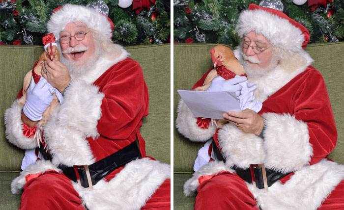 Funny Christmas Animals 22 657B0Dec7810A 700