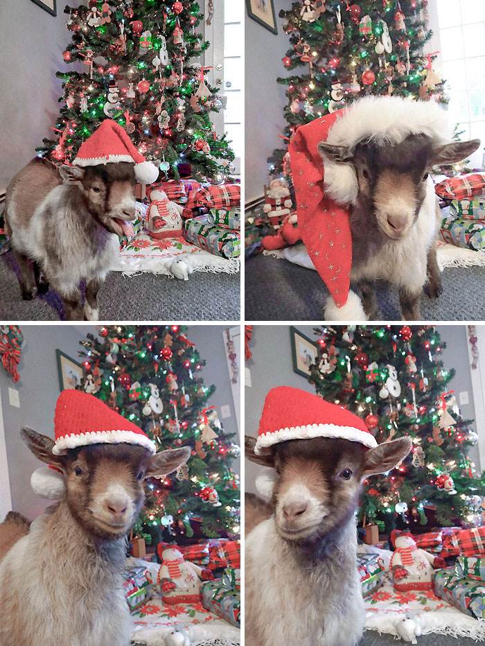 Funny Christmas Animals 3 6581971Feb7F4 700