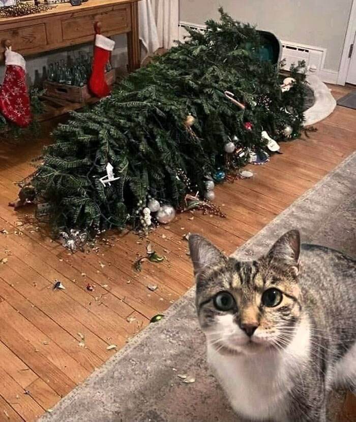 Funny Christmas Animals 43 6581De51Cbbb1 700