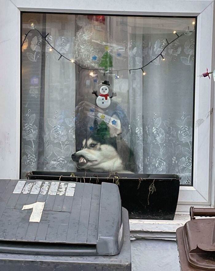 Funny Christmas Animals 50 6581E3A346783 700