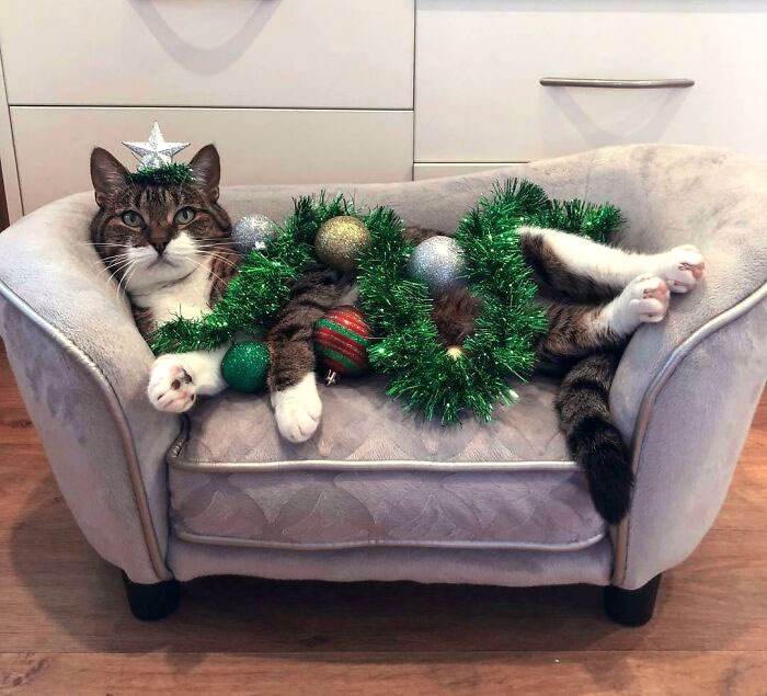 Funny Christmas Animals 54 6581E5734Acd9 700