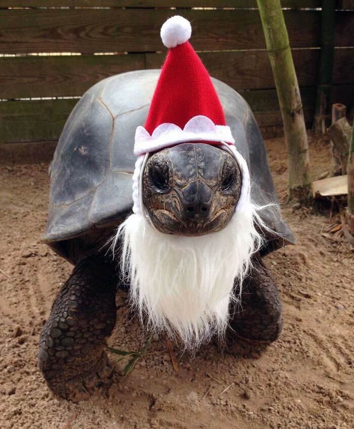 Funny Christmas Animals 55 6581Ef241A1B9 700