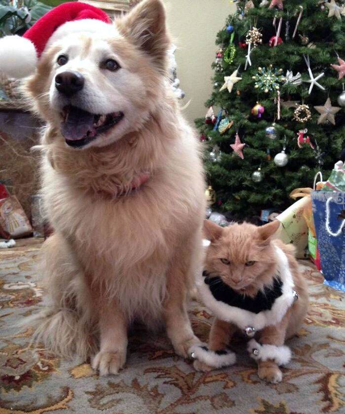 Funny Christmas Animals 60 65829Cdeaf42E 700