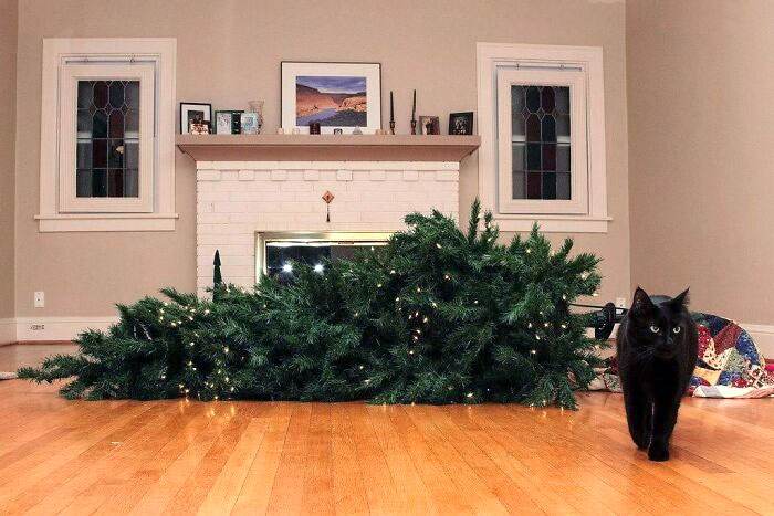 Funny Christmas Animals 67 6582Aaa097E82 700