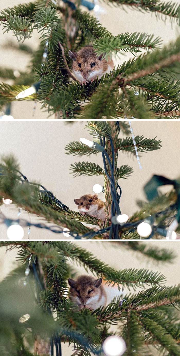 Funny Christmas Animals 81 6582Bc280E7F6 700
