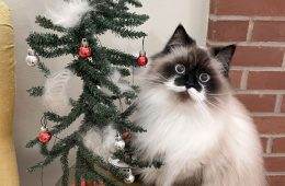Funny Christmas Animals 82 6584096B9F70C 700