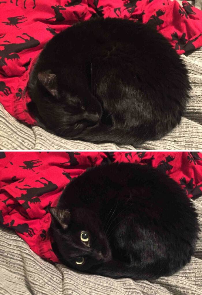 30 Delightfully Funny Images Of Plump And Round Animals