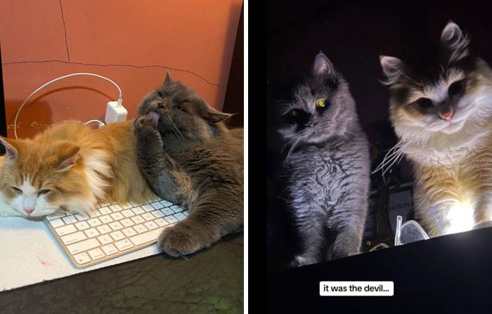 It Was Devil Funny Animal Pics 13 65C099E23C096 700