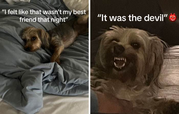 It Was Devil Funny Animal Pics 16 65C09A8Bdb31E 700