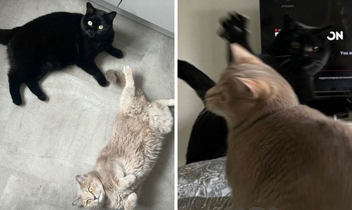 It Was Devil Funny Animal Pics 18 65C09Af786Cc7 700
