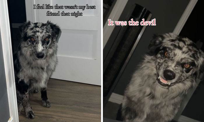 It Was Devil Funny Animal Pics 32 65C09E0E04E90 700