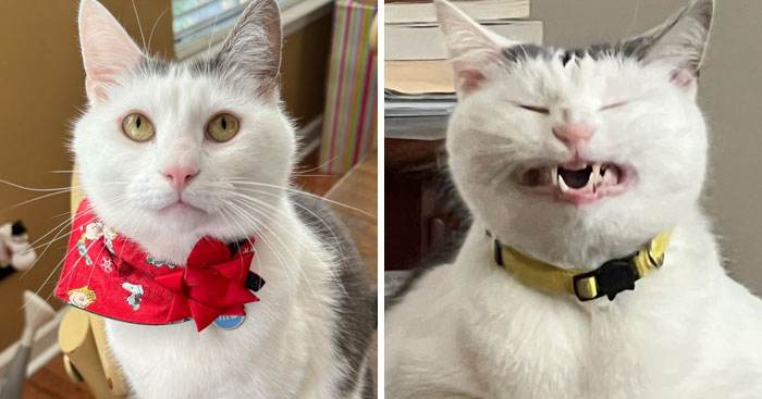 It Was Devil Funny Animal Pics 36 65C09F1D3Deae 700