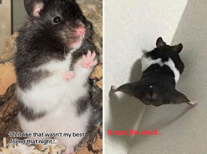It Was Devil Funny Animal Pics 4 65C097Dad28F5 700