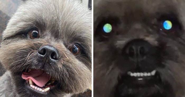 It Was Devil Funny Animal Pics 41 65C0A02594Ea5 700