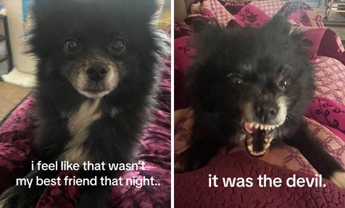 It Was Devil Funny Animal Pics 48 65C0A2290049E 700